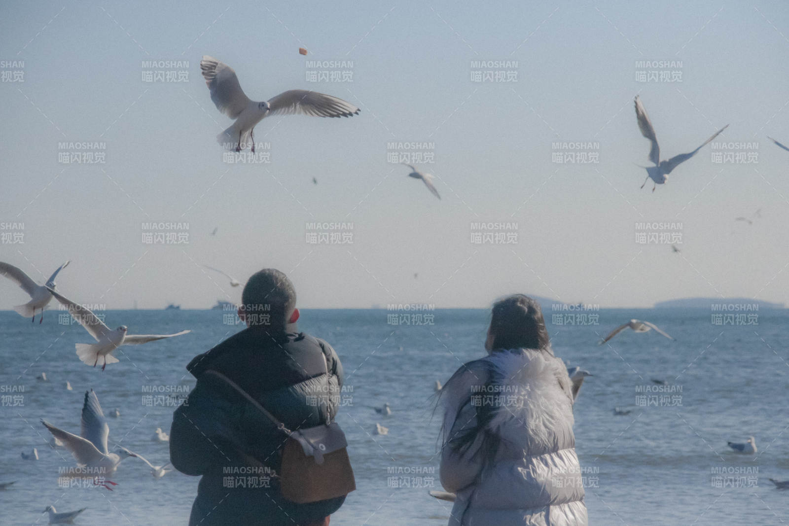 海邊喂鳥 人鷗共舞