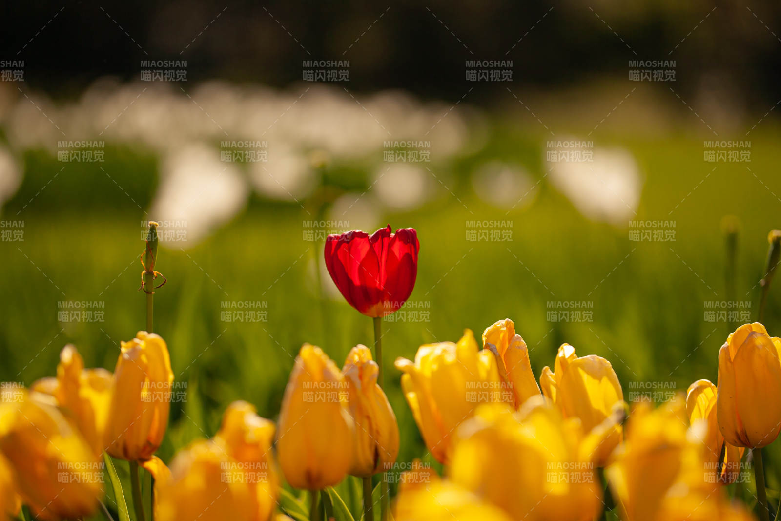 紅花黃海