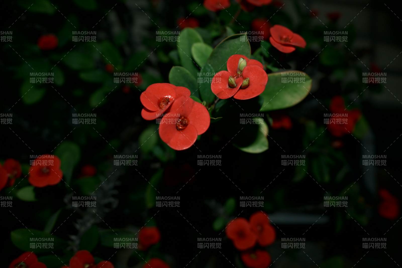 暗夜紅花