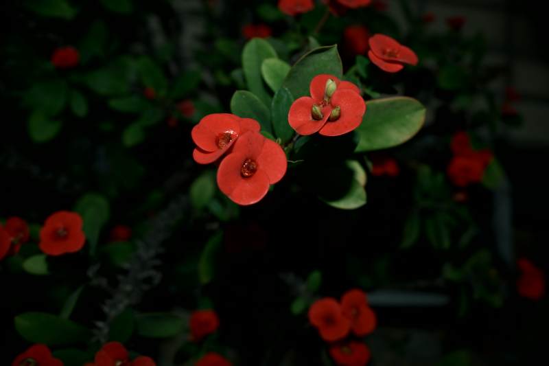 暗夜紅花