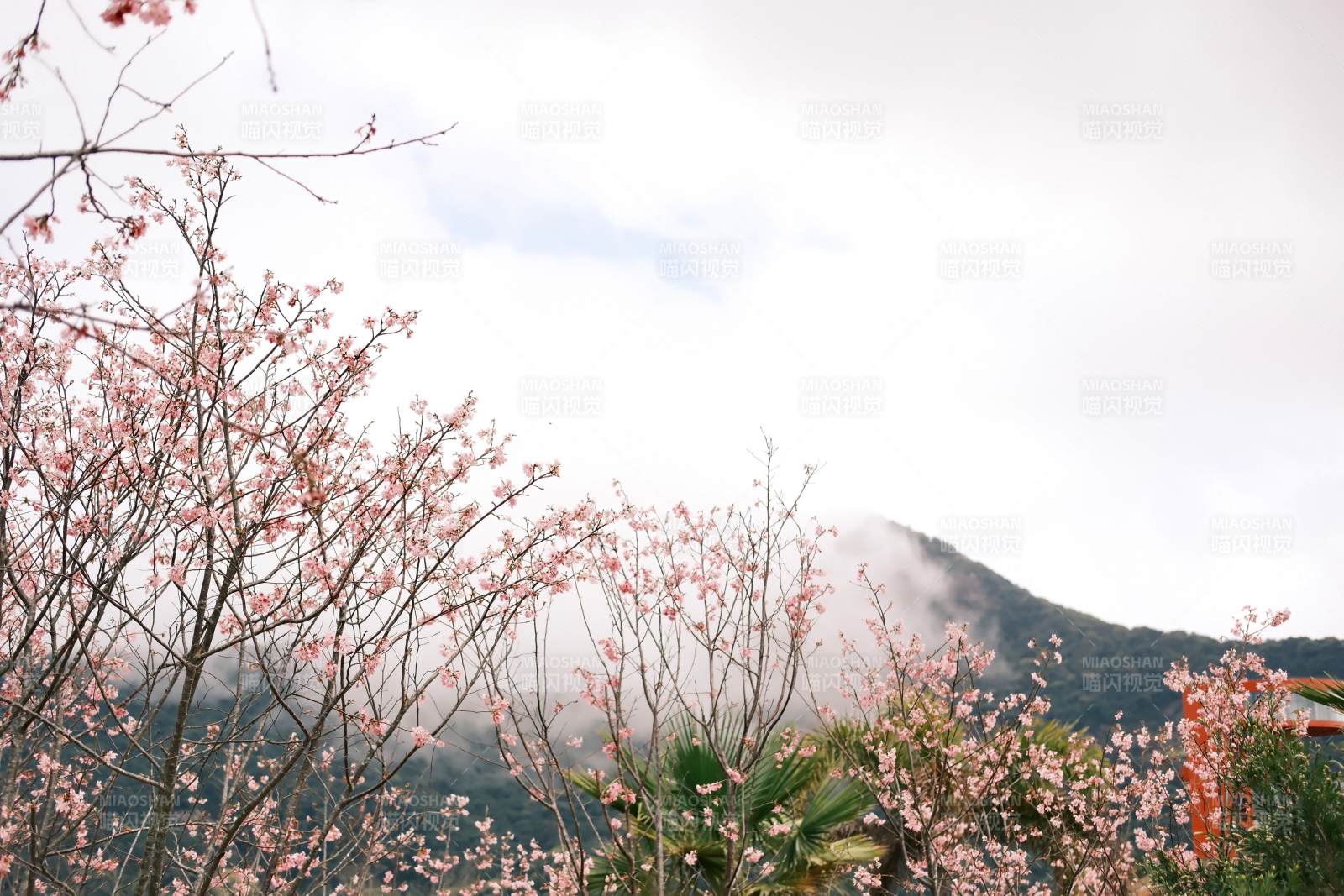 山間桃花霧中綻放