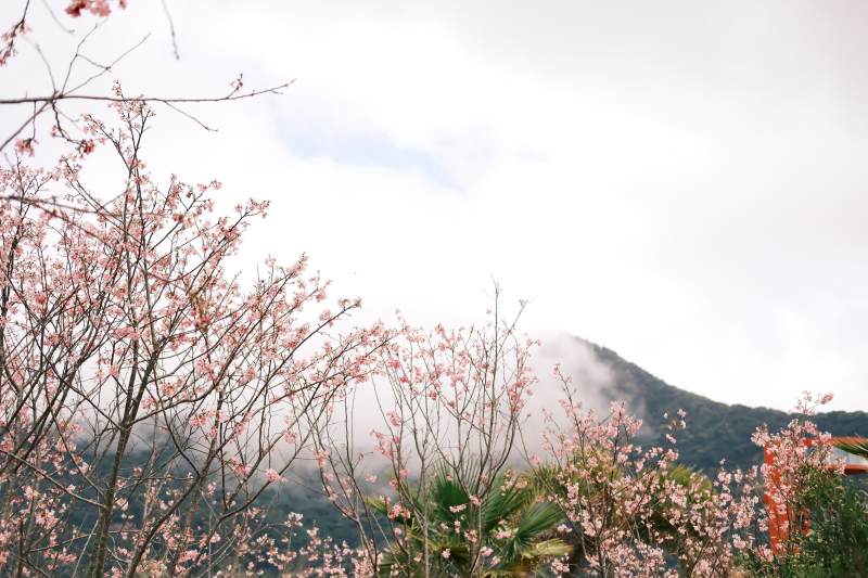 山間桃花霧中綻放