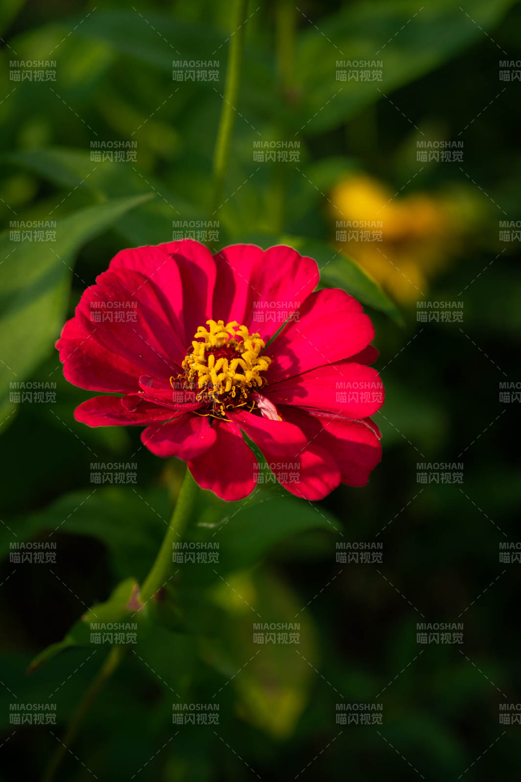 紅花獨艷