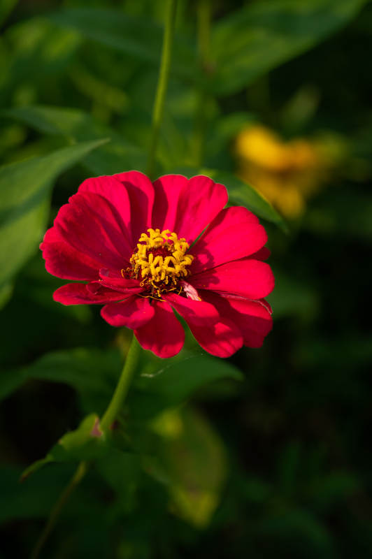 紅花獨艷