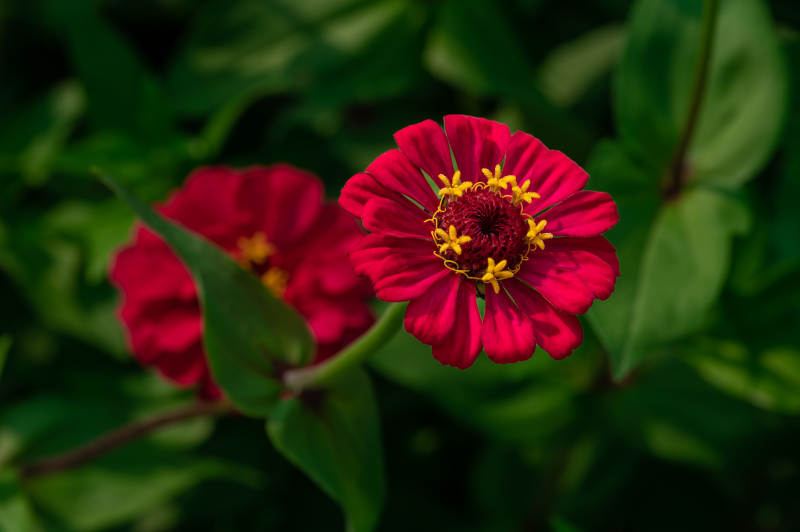 紅色雛菊的美麗瞬間