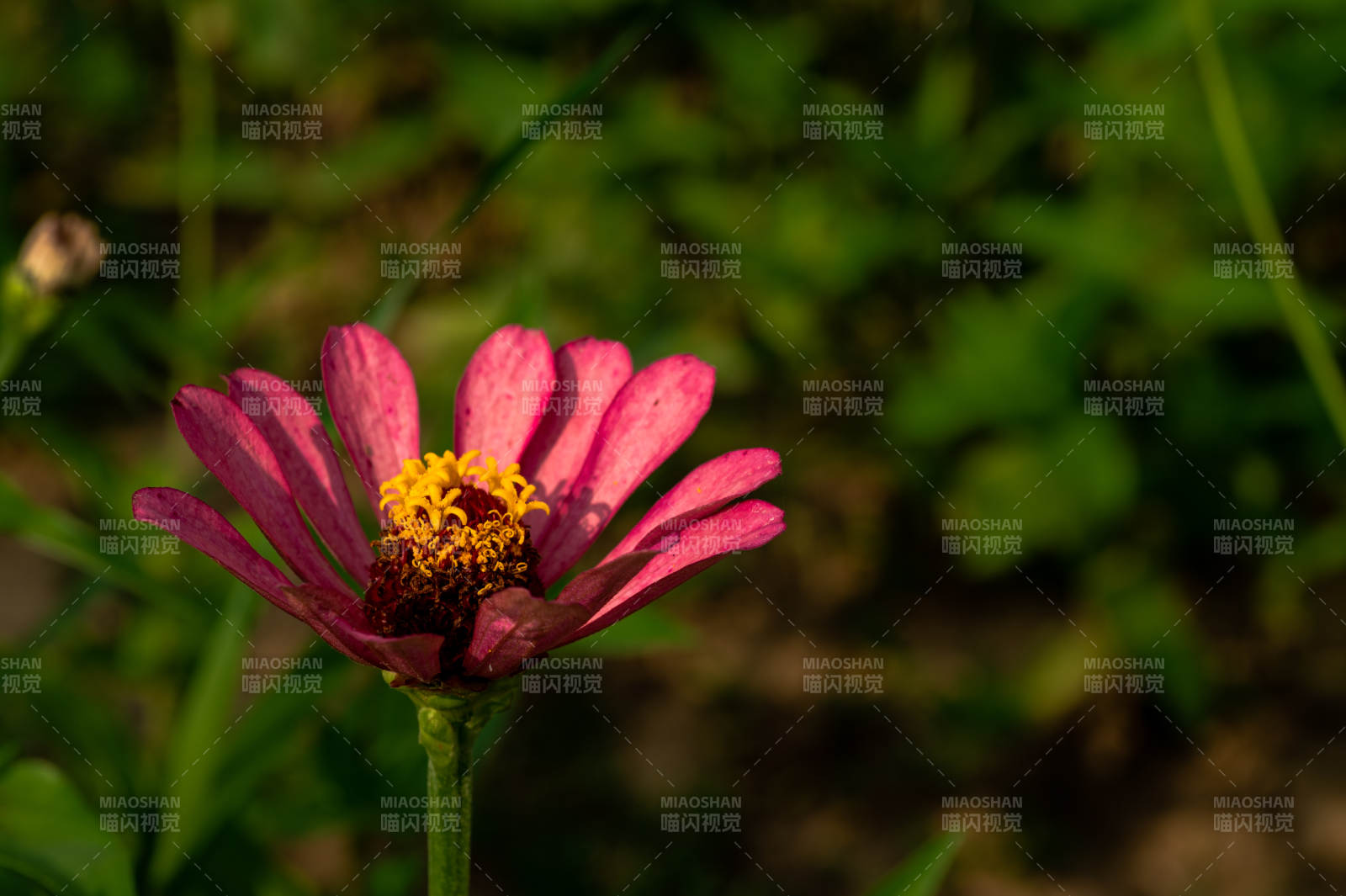 粉紅花朵在綠葉中綻放