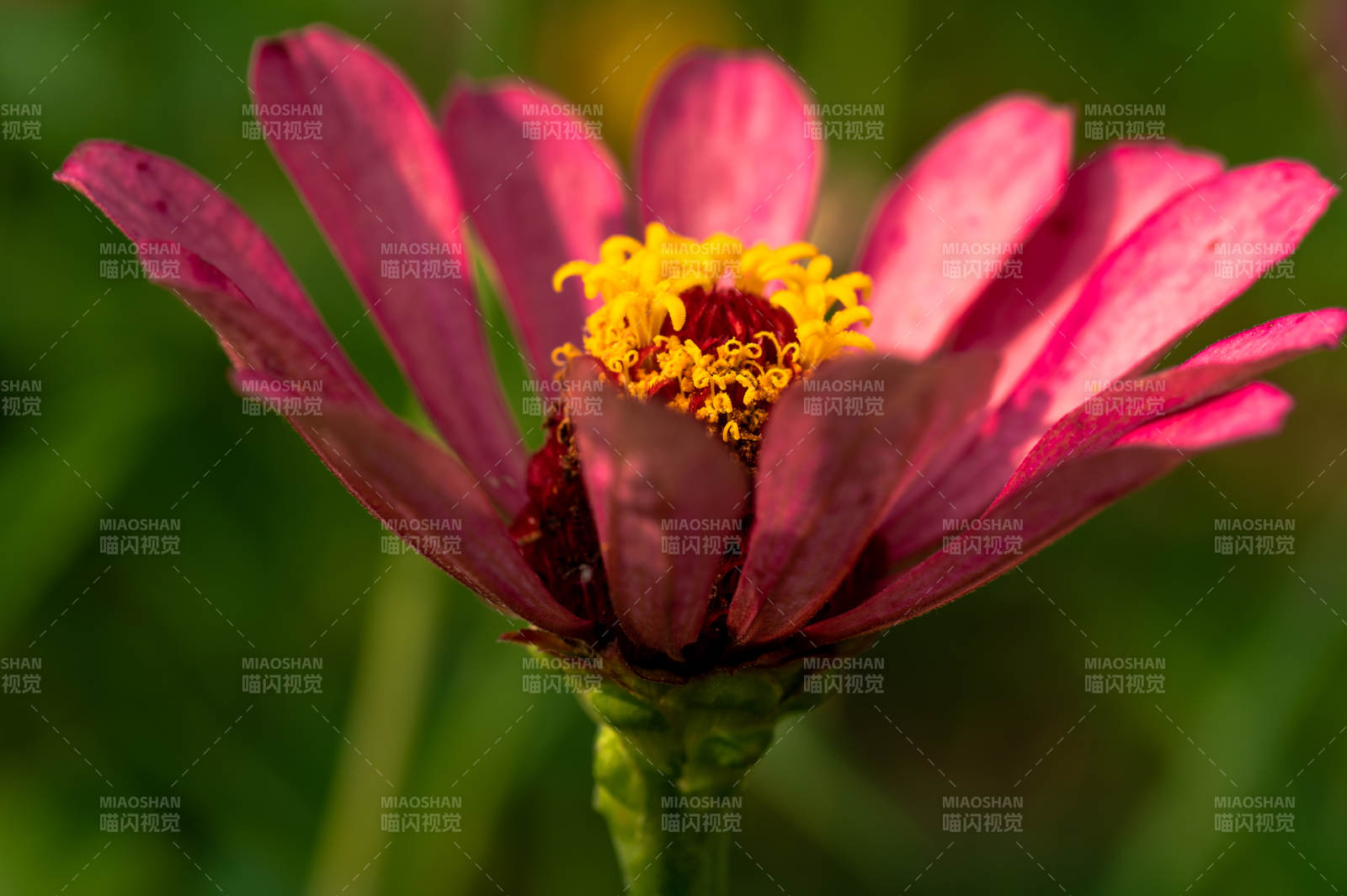 粉紅花朵的美麗瞬間