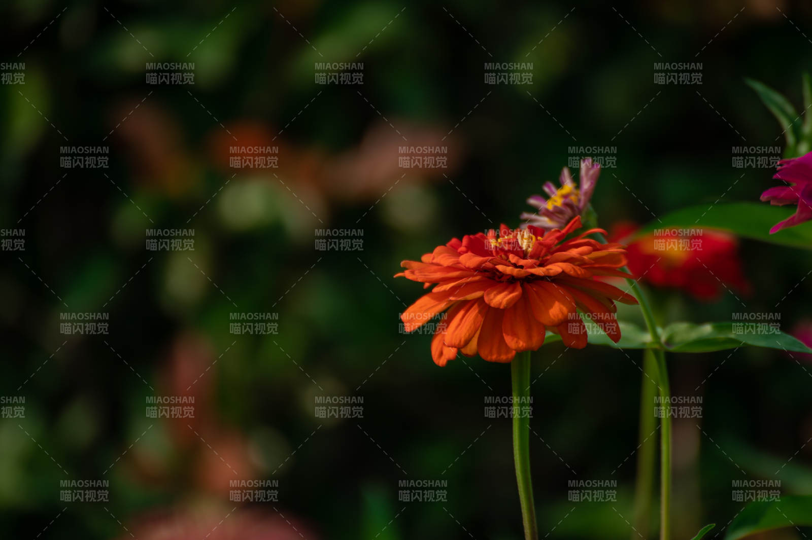 橙色花朵在暗背景中