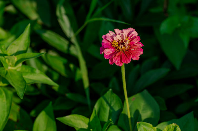獨秀粉紅花