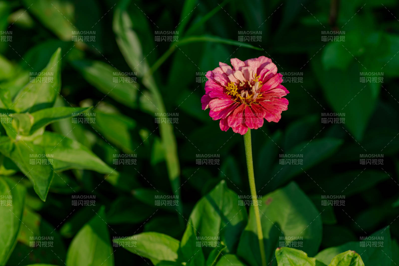 獨秀粉紅花