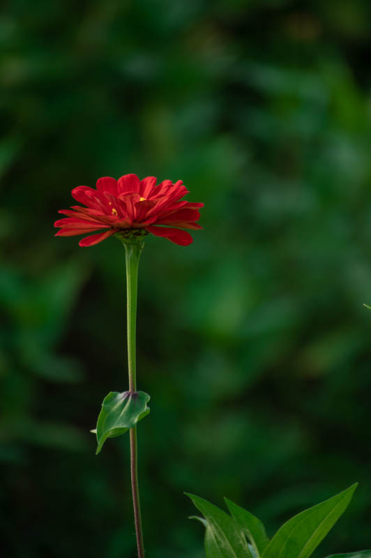 紅花綠葉 靜謐自然