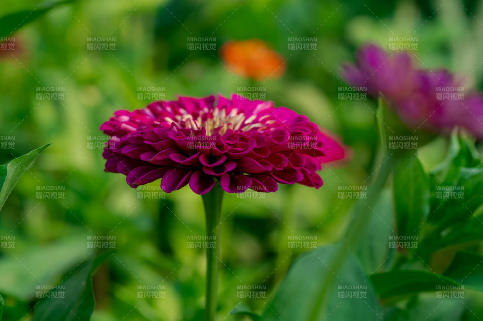 紫紅色花朵在綠葉中綻放