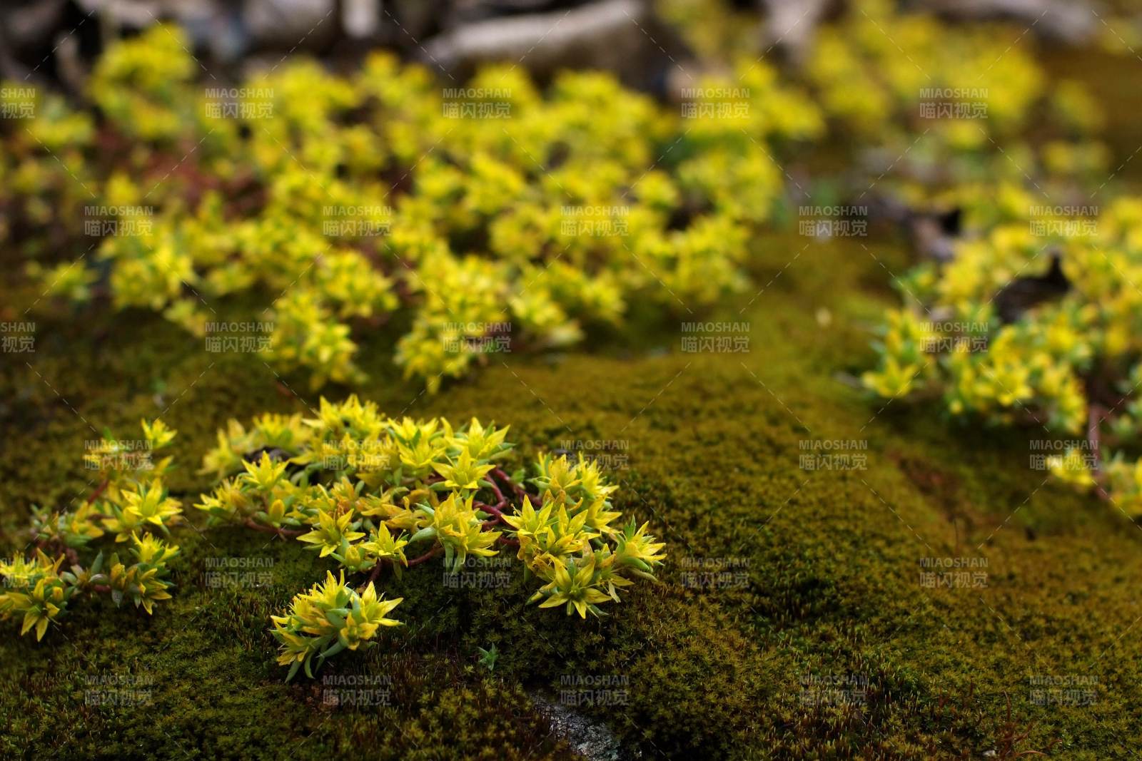 苔蘚上的黃色小花