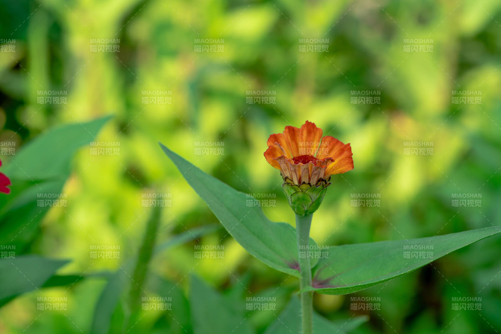 橙色花朵在綠葉中綻放