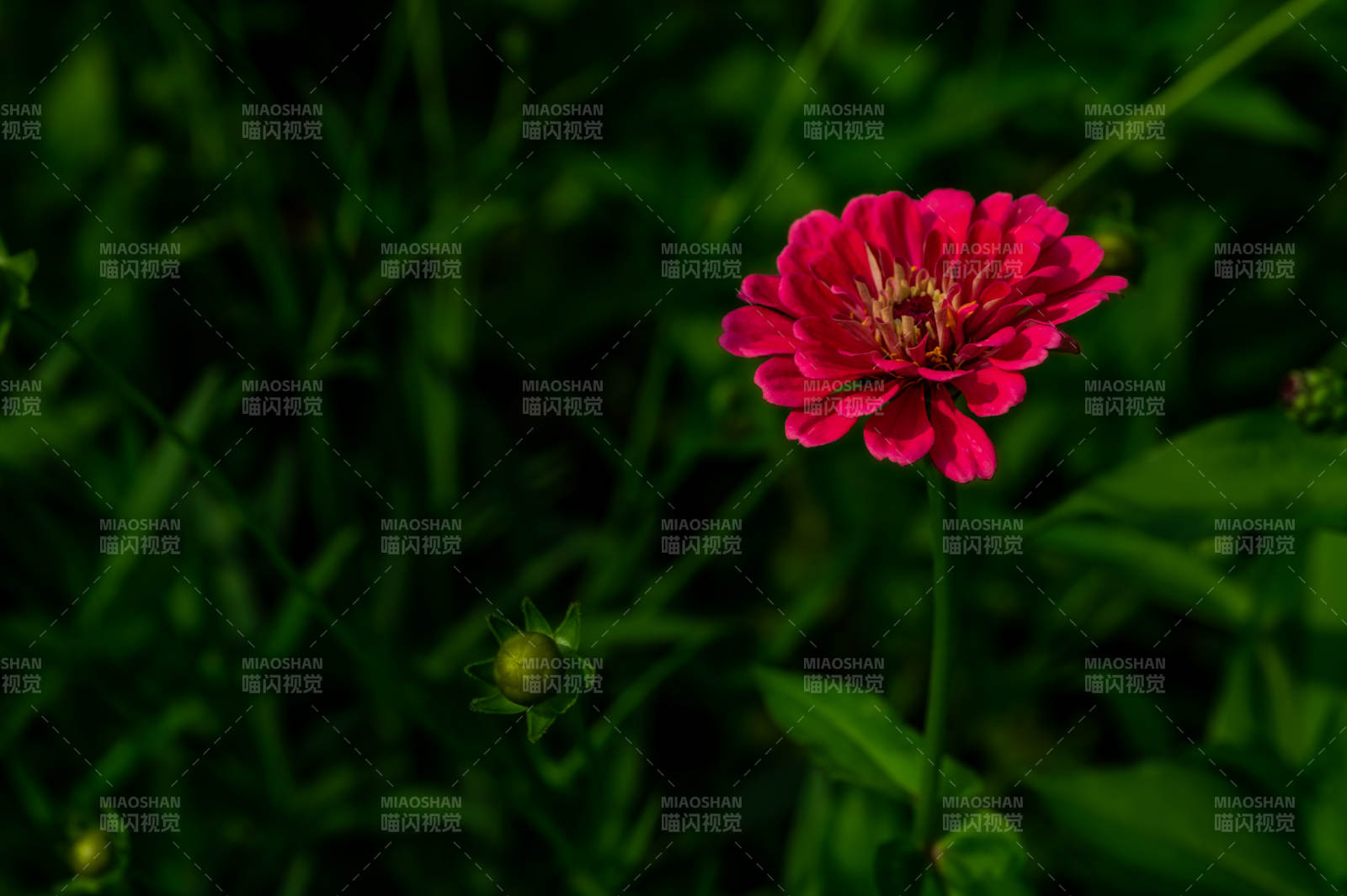 粉紅花朵在綠葉中綻放