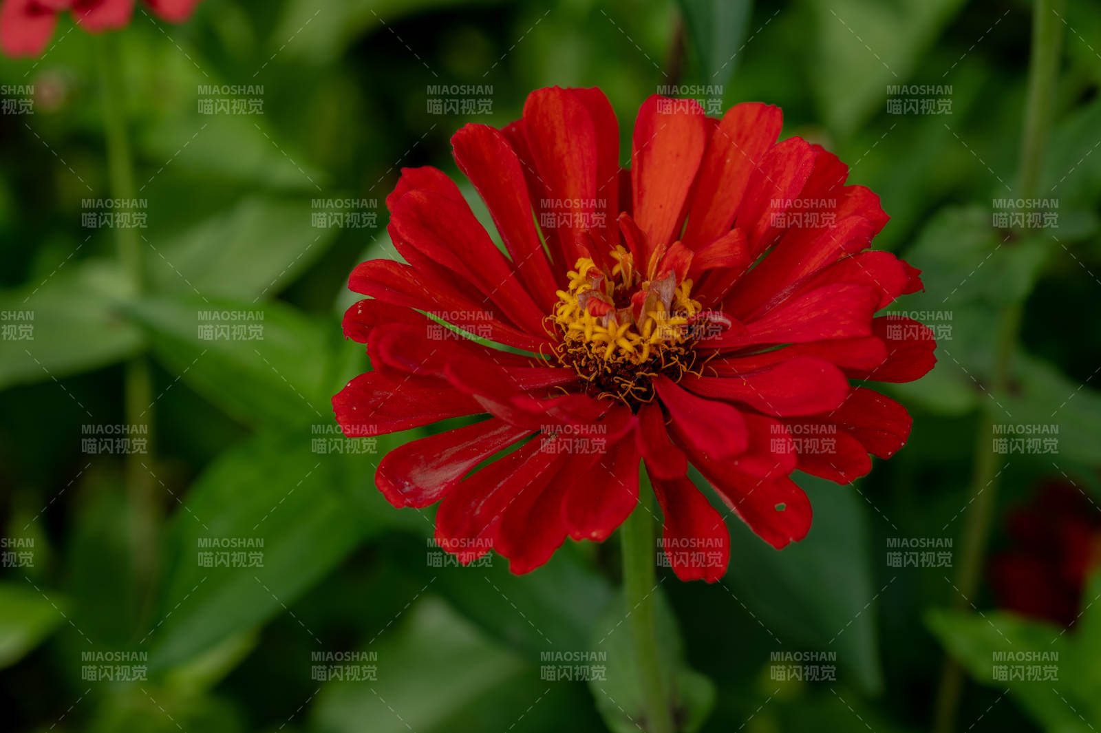 紅色雛菊的美麗綻放