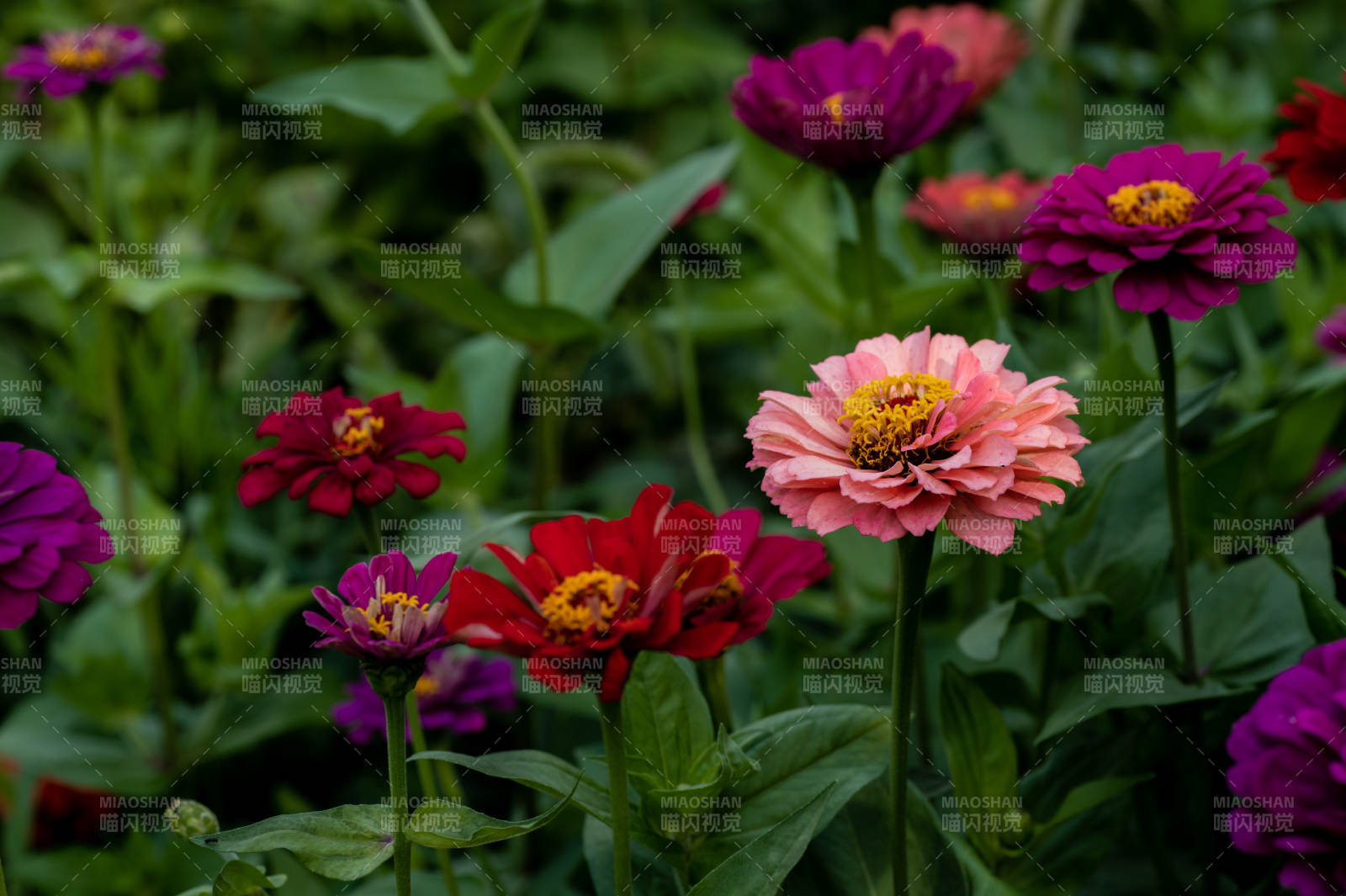 多彩雛菊綻放花園中