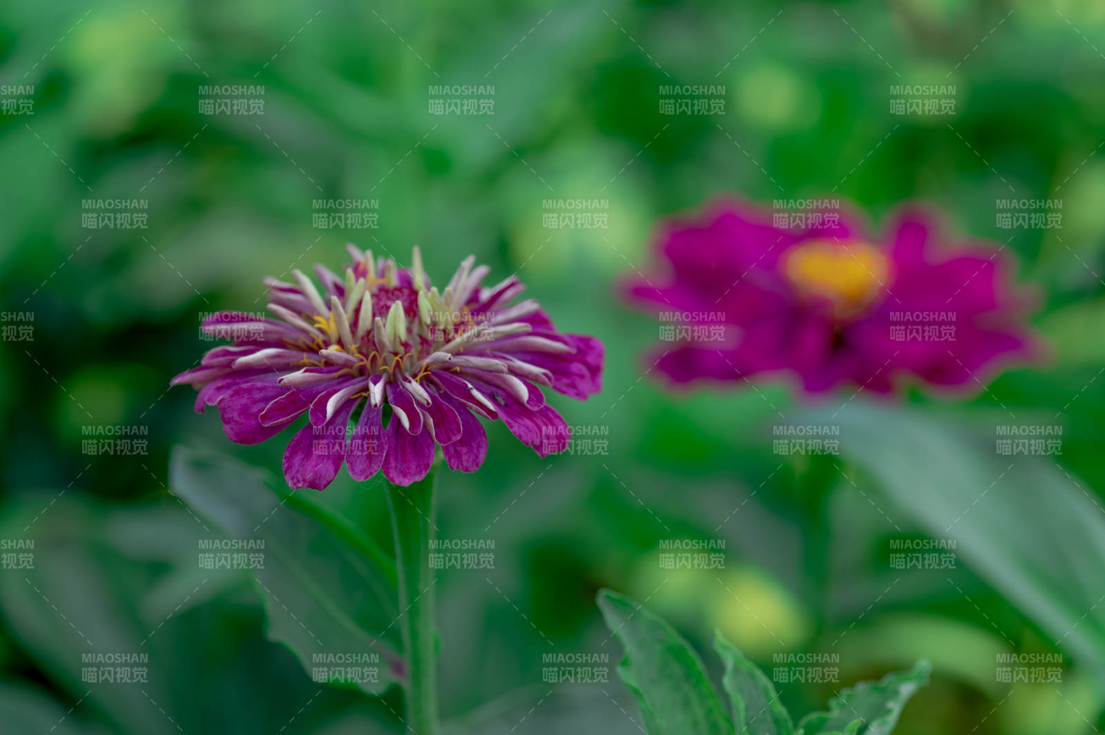 紫色雛菊在綠葉中綻放