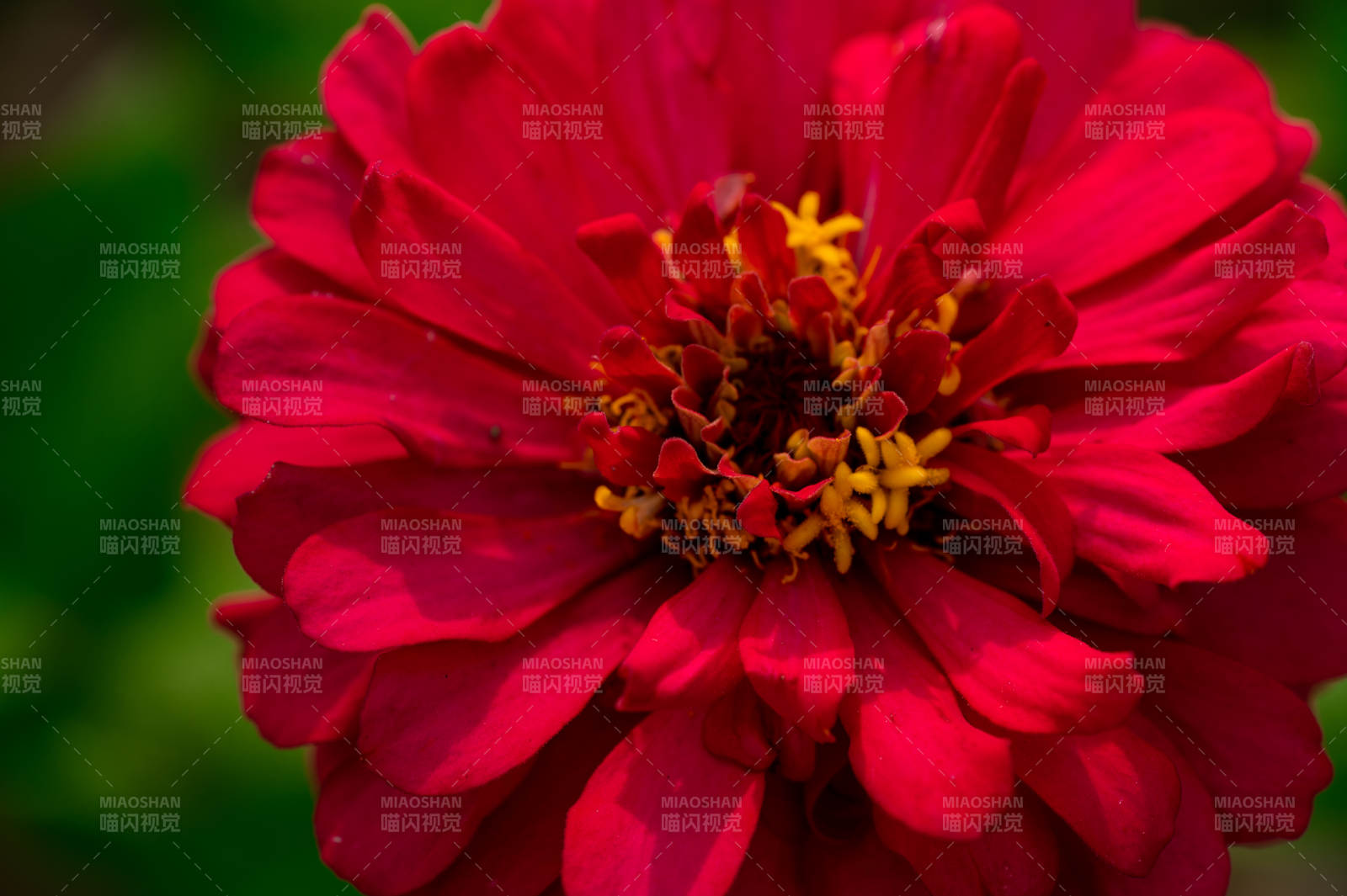 紅色花朵的美麗瞬間