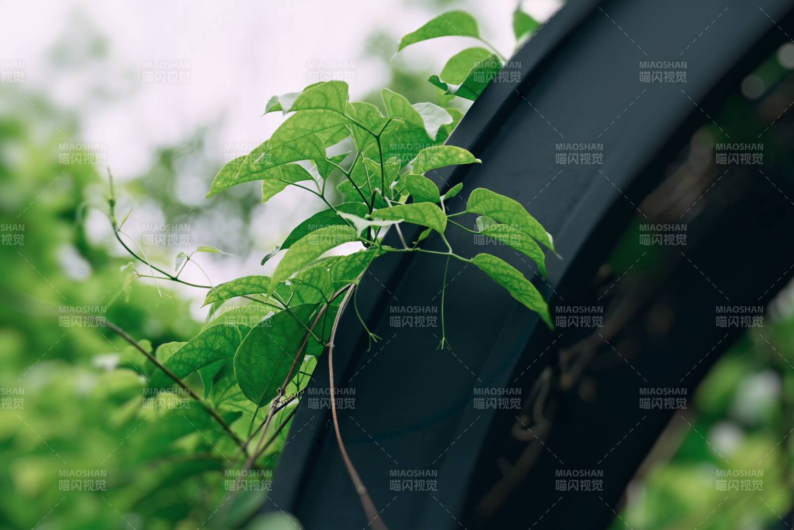 綠葉攀爬 生機盎然