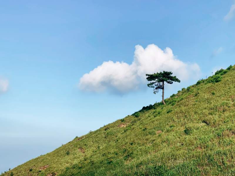 孤樹(shù)青山白云間