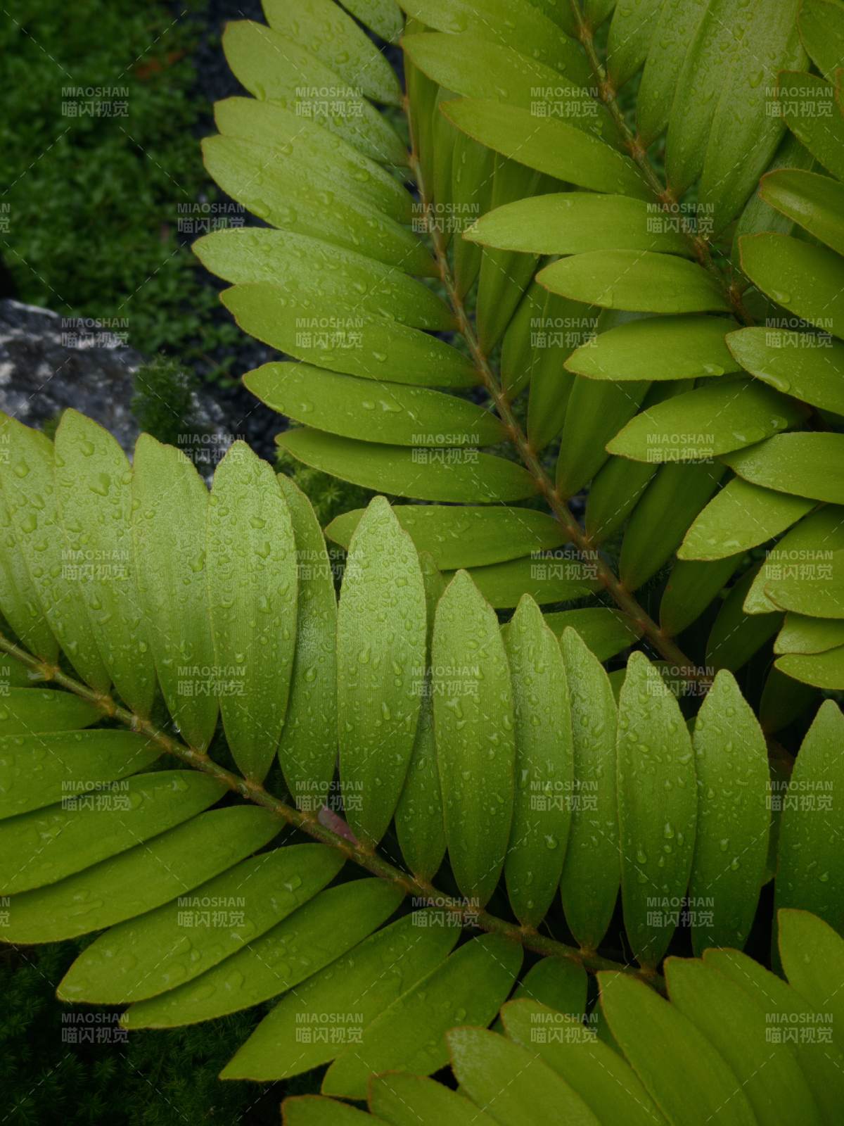 雨后綠葉滴水珠