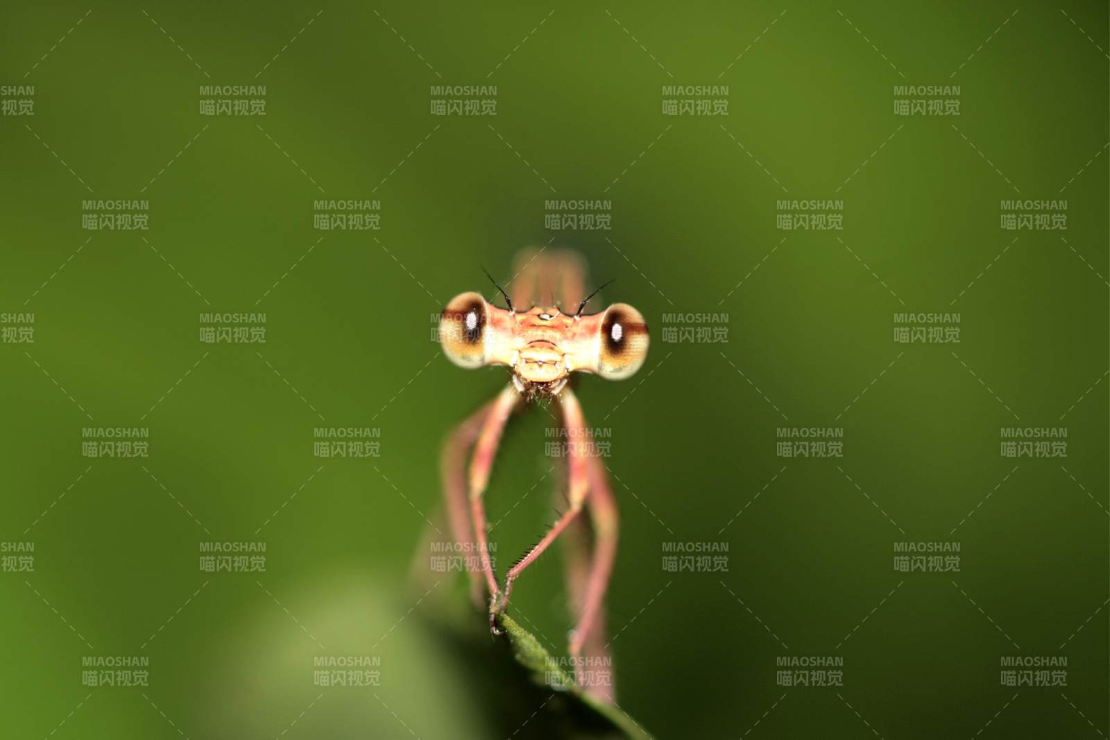 蜻蜓特寫 自然的微距之美