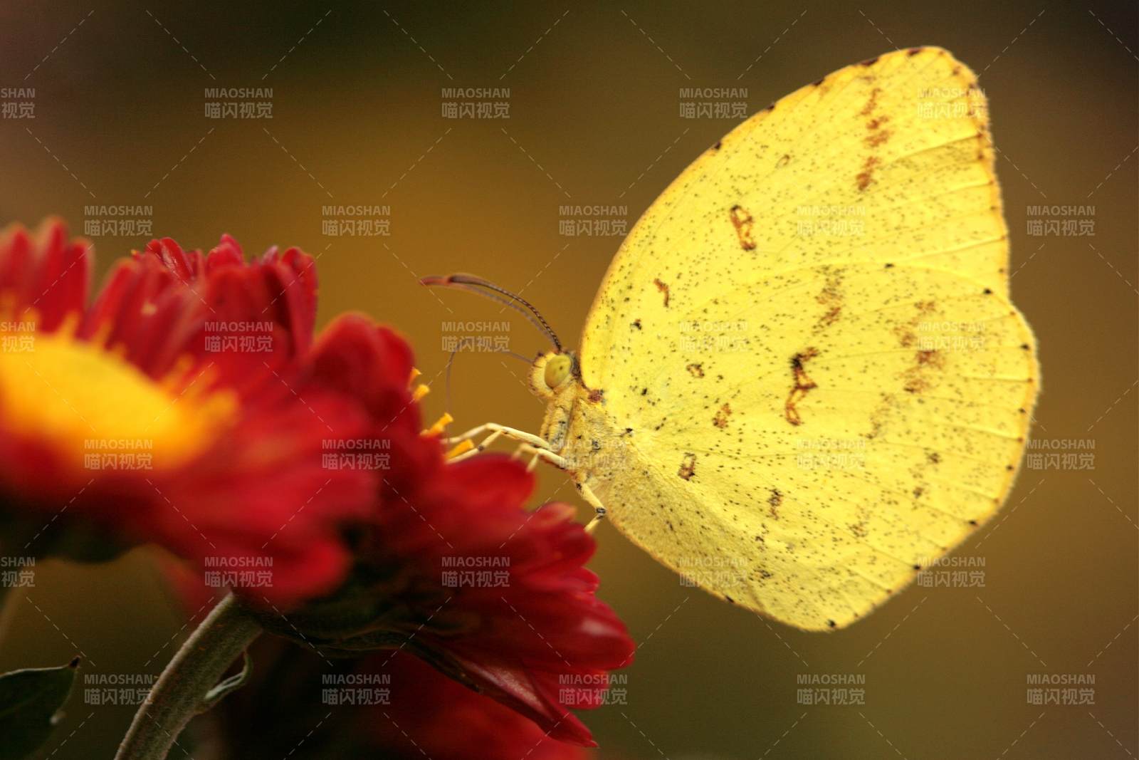 黃蝶棲紅花 秋意濃
