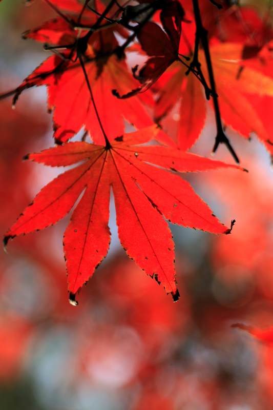 秋日紅葉映枝頭