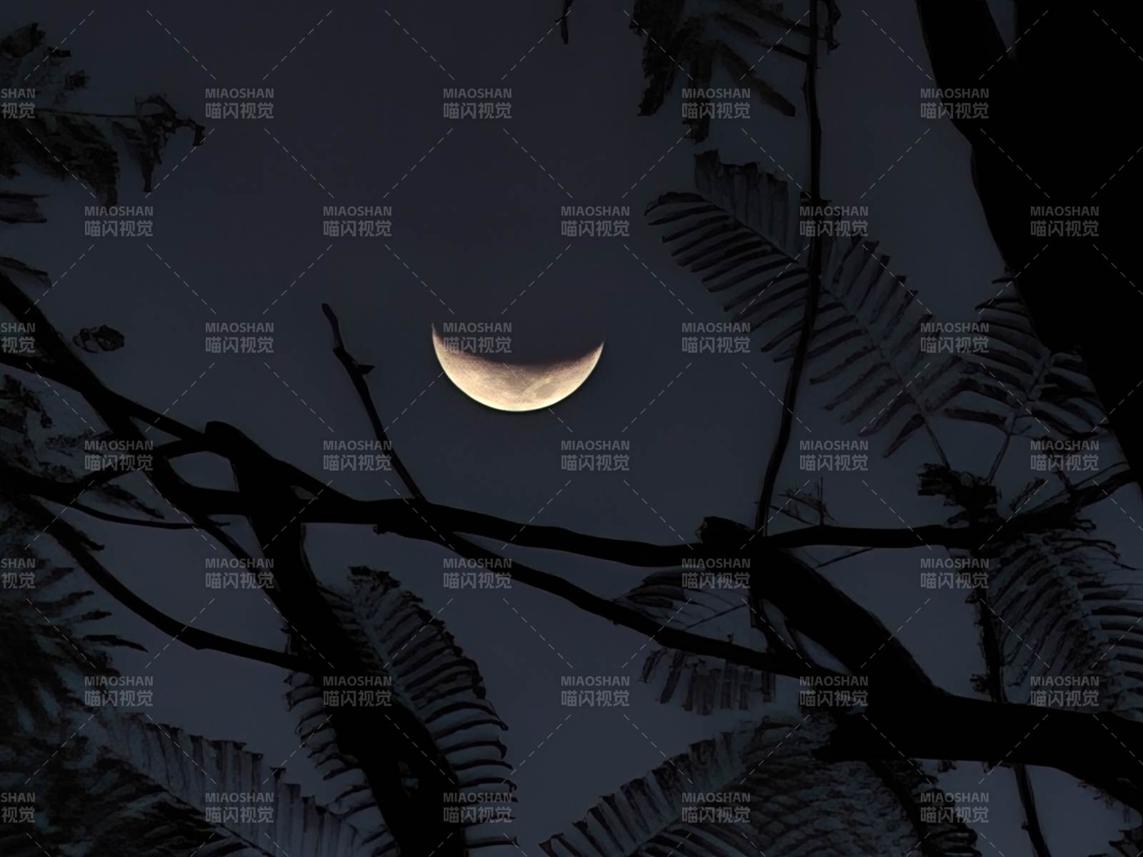 月牙與樹影的靜謐夜景