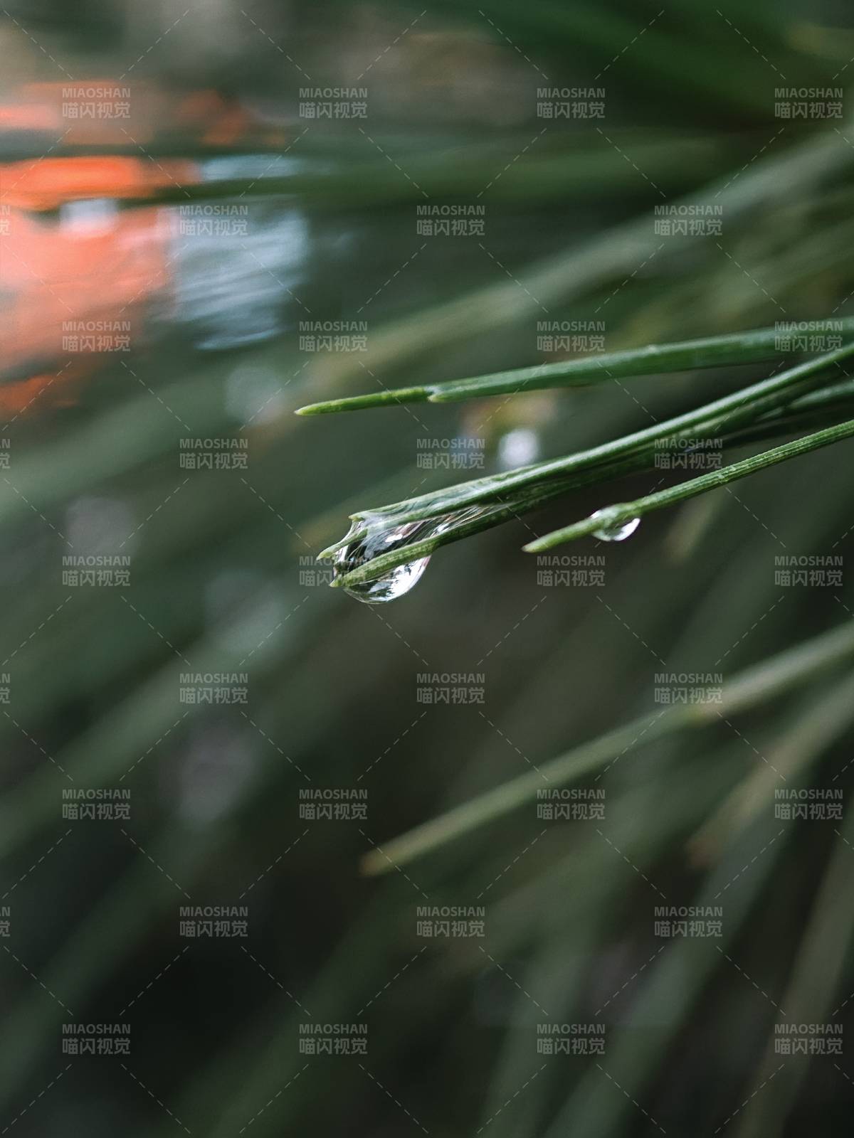 晨露滴草尖 靜謐自然美