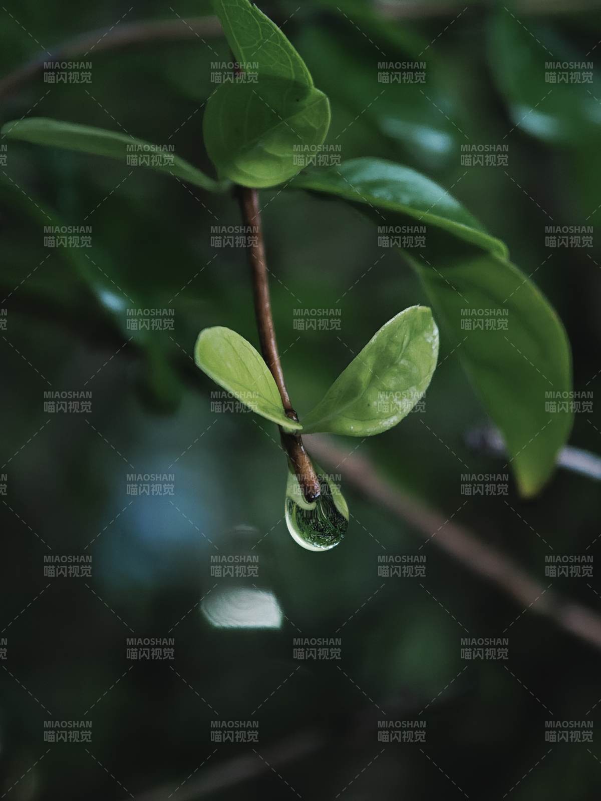 綠葉上的水滴特寫