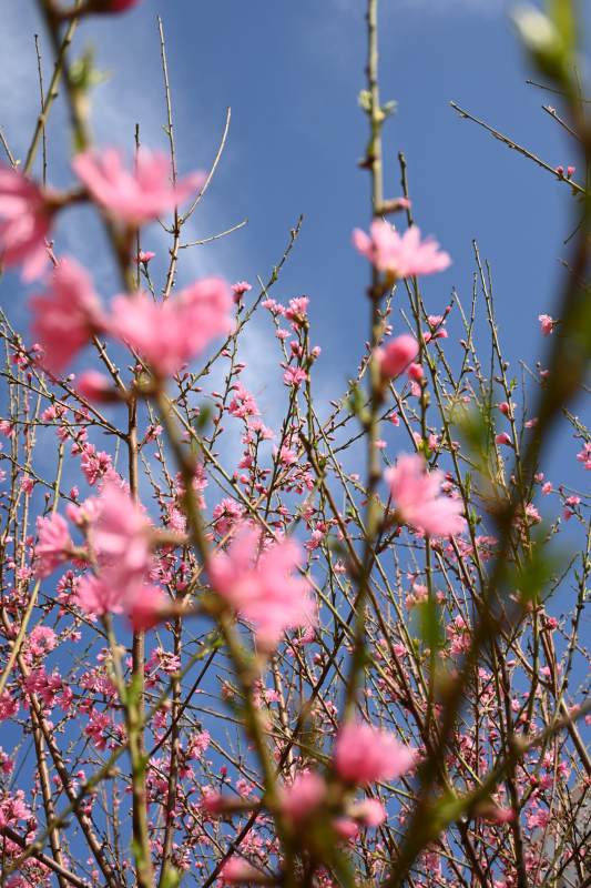 春日桃花映藍天