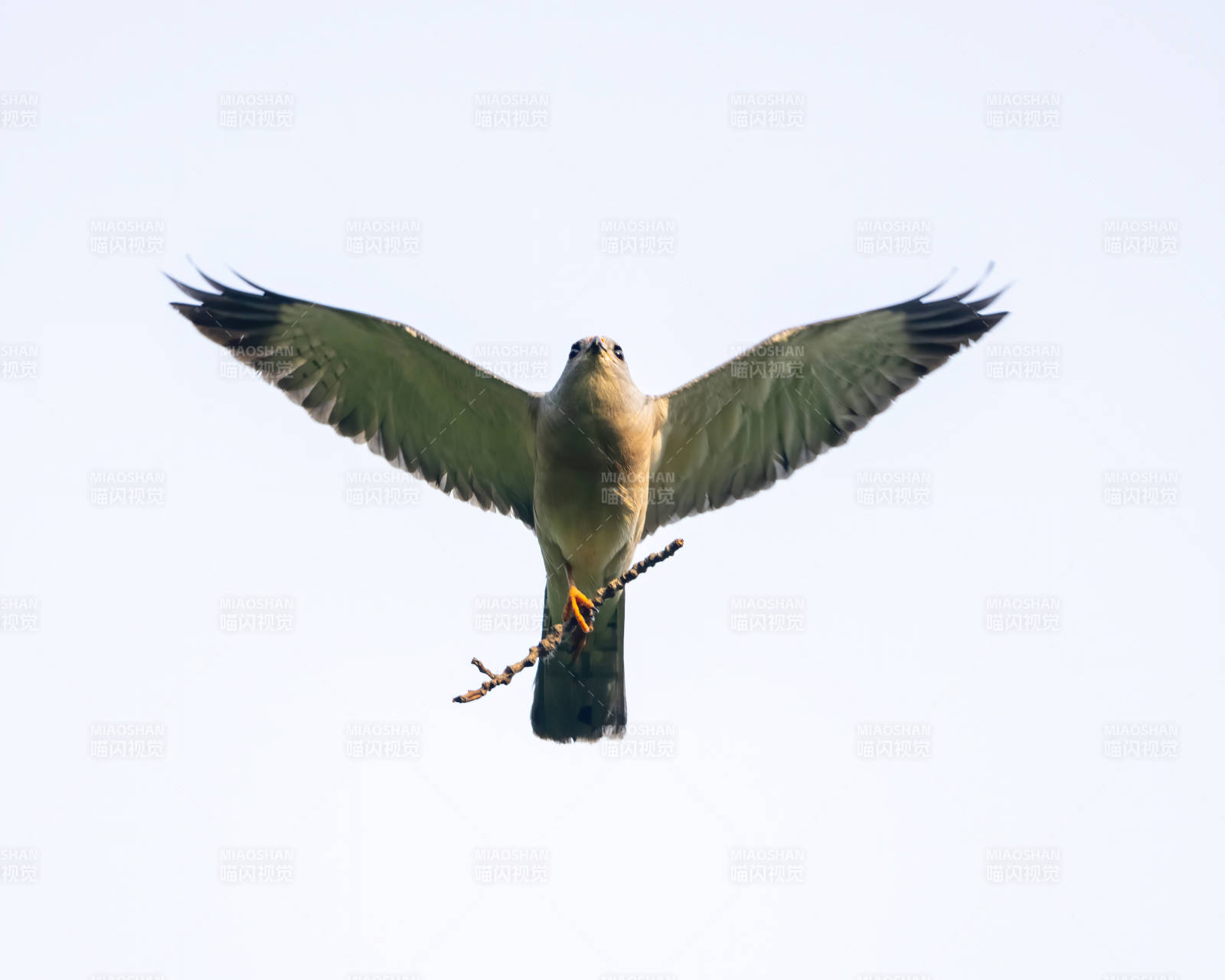 飛翔的鳥兒