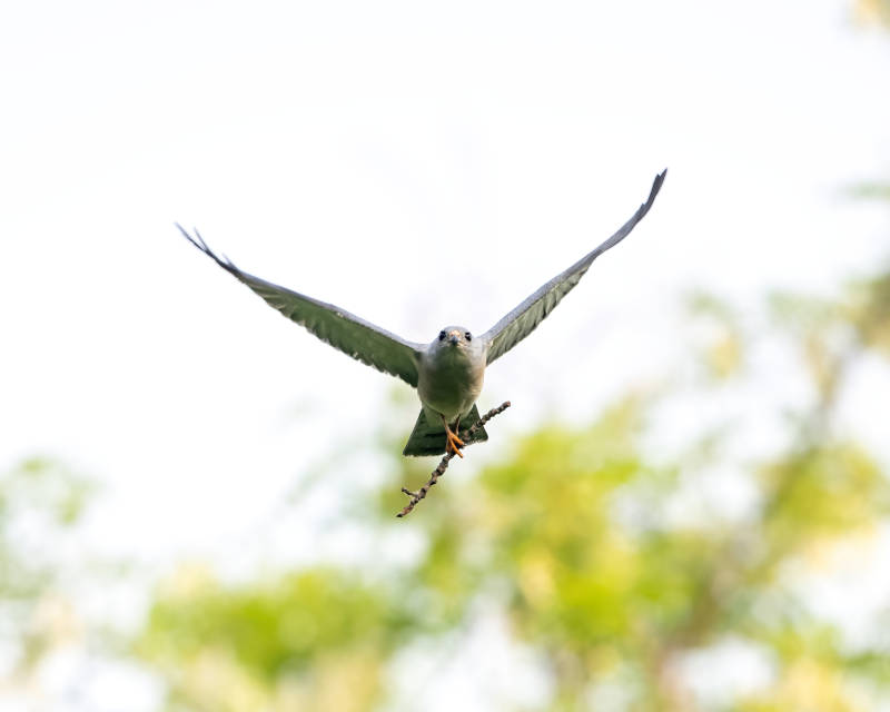 鷹擊長空 捕獵瞬間