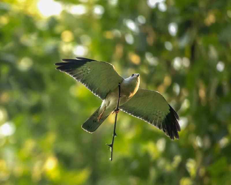 飛翔的鳥兒與樹枝