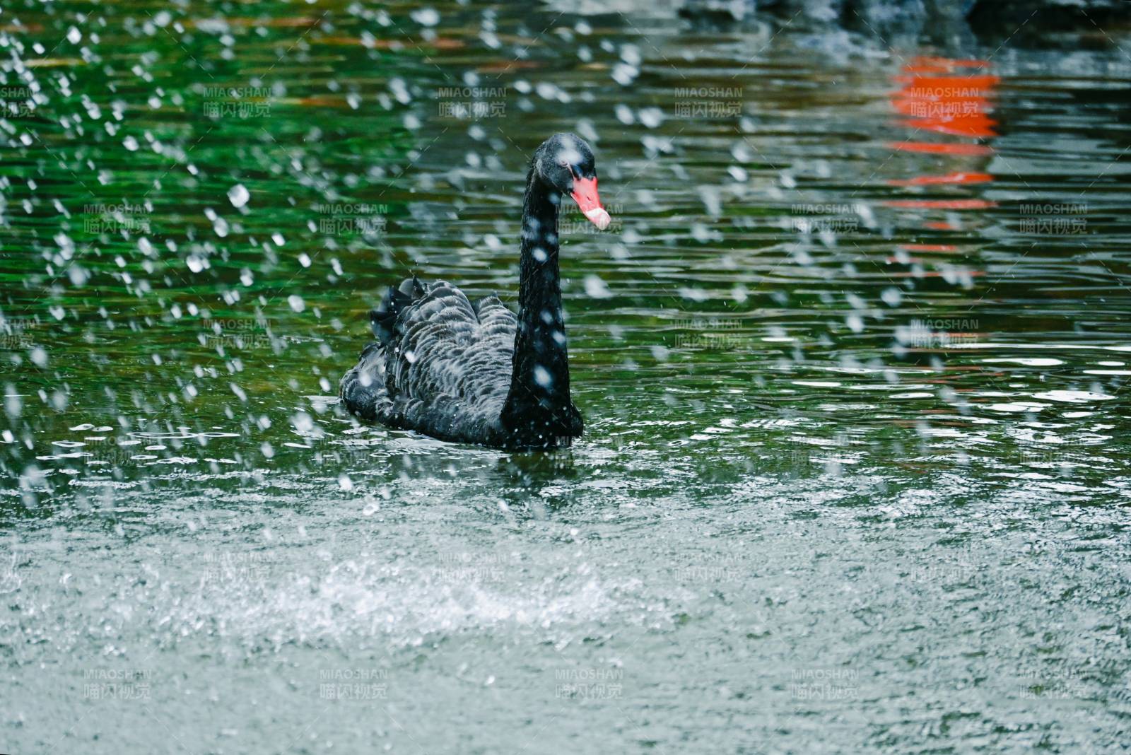 雨中黑天鵝靜謐湖面
