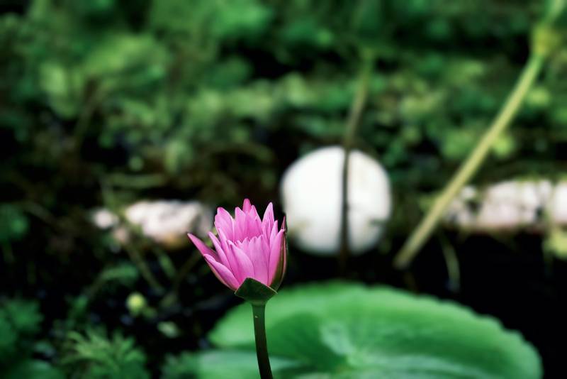 池塘中的粉色蓮花