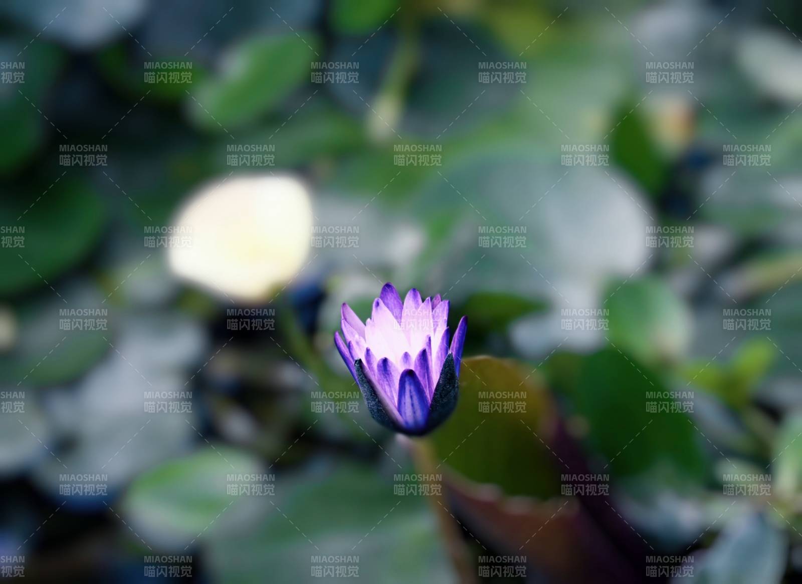 紫色蓮花靜謐綻放