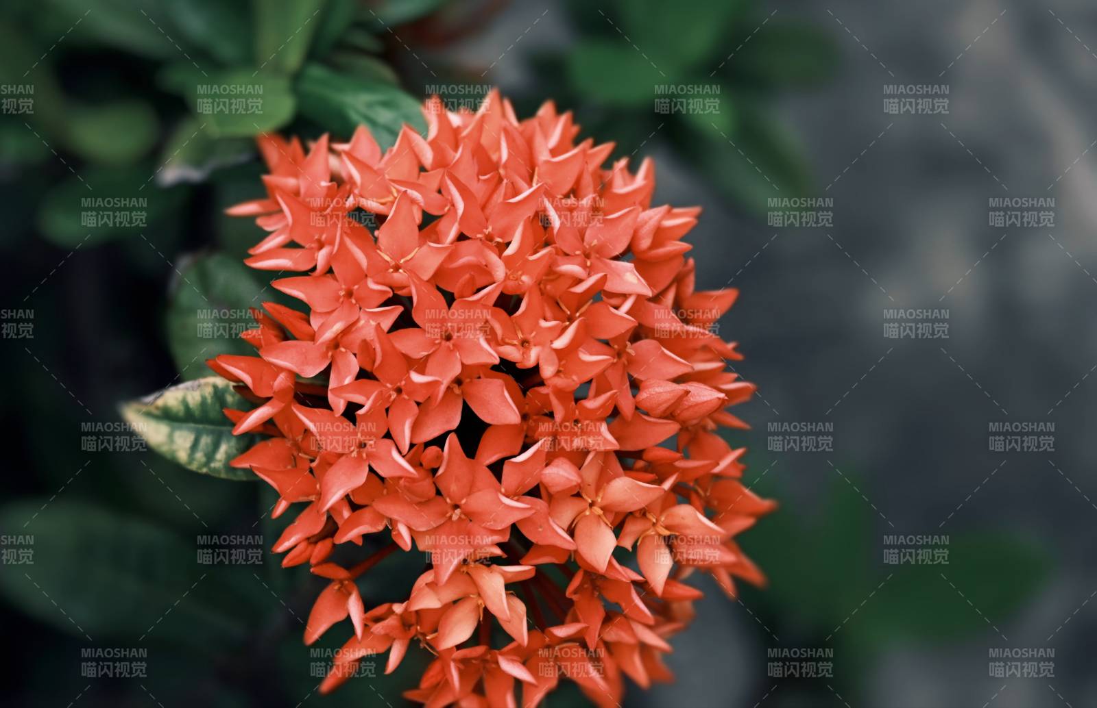 橙色花朵綻放的瞬間