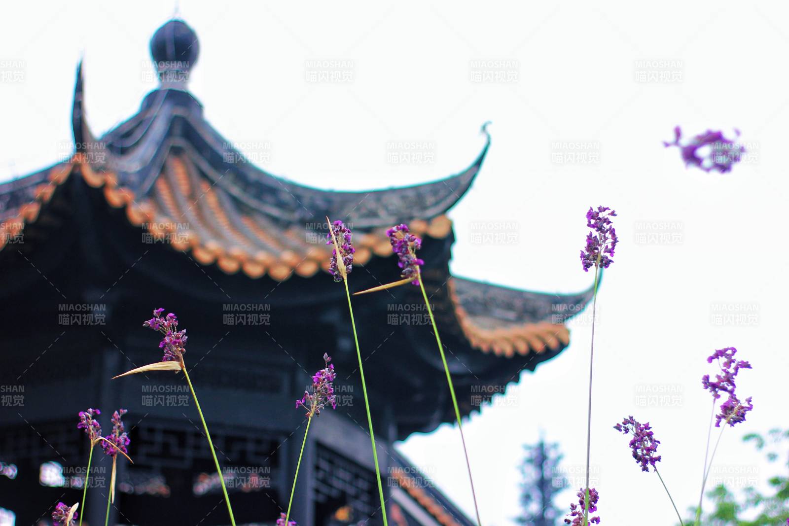 古塔與紫花的靜謐之美
