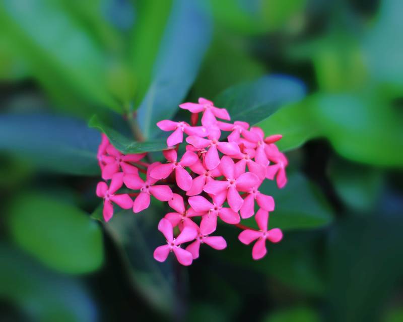 粉色小花在綠葉中綻放