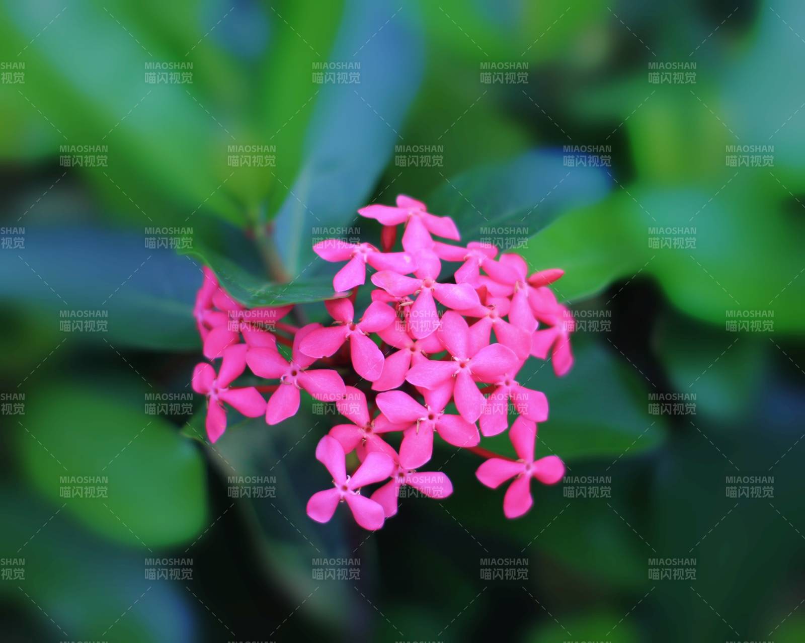 粉色小花在綠葉中綻放