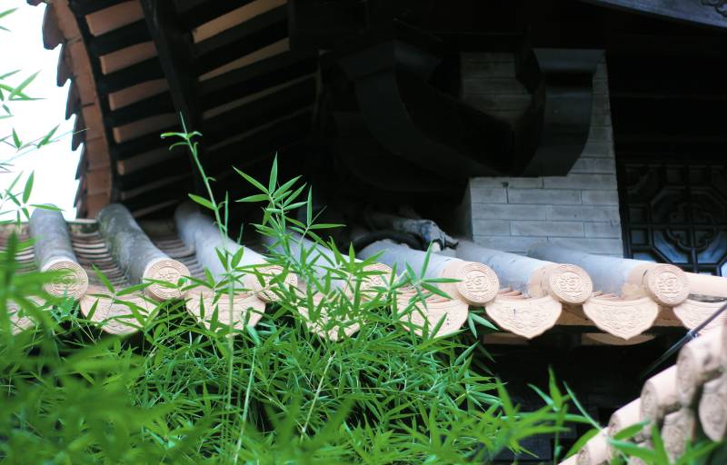 古建筑屋檐下的綠植