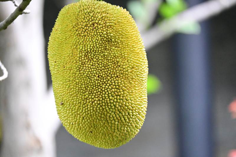熱帶水果 菠蘿蜜特寫