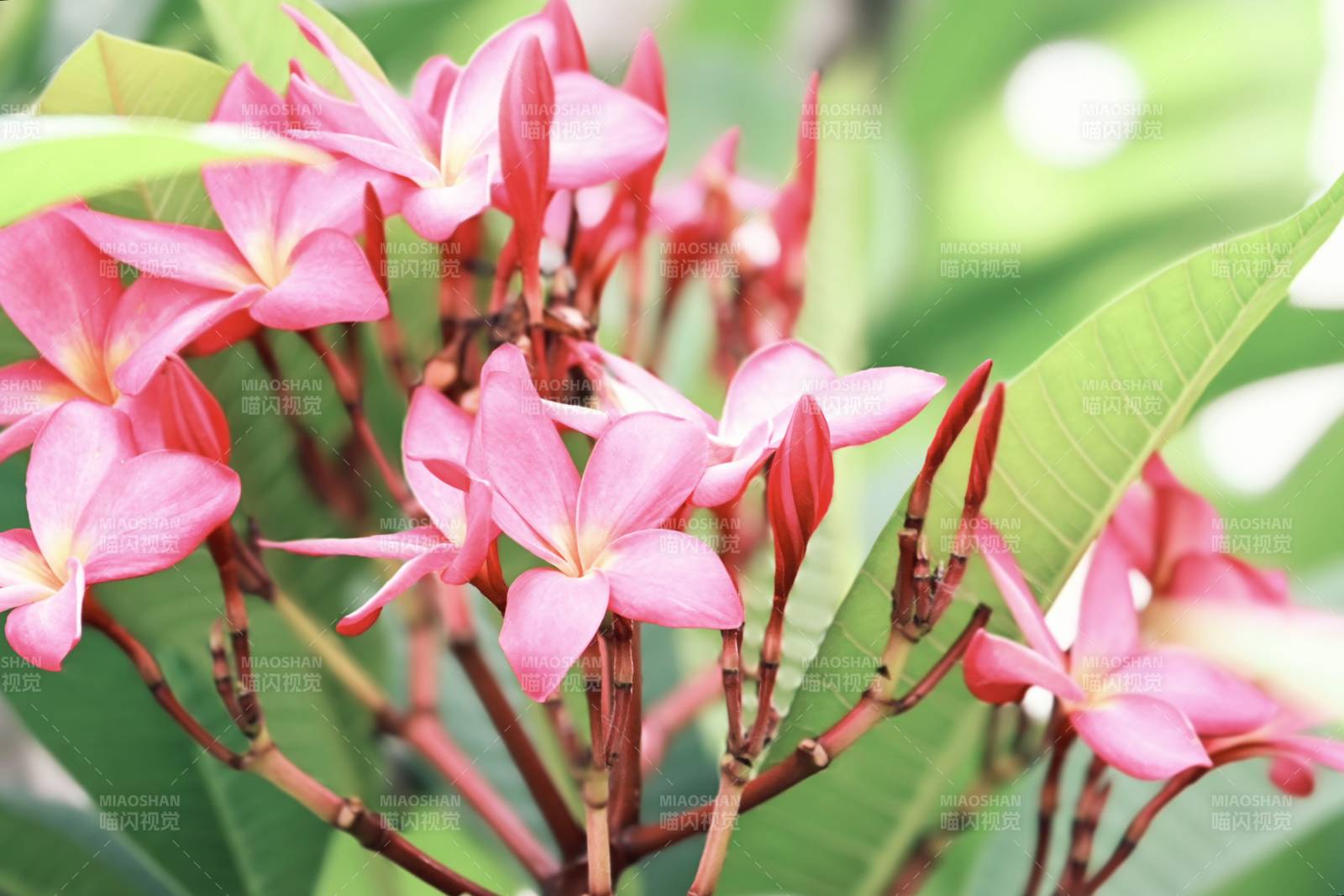 粉色雞蛋花簇擁綻放
