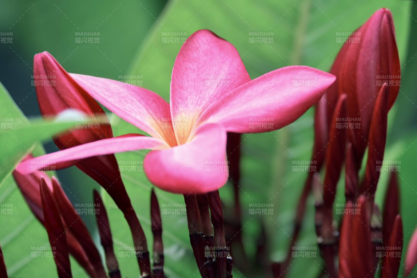 粉色雞蛋花與紅色花蕾