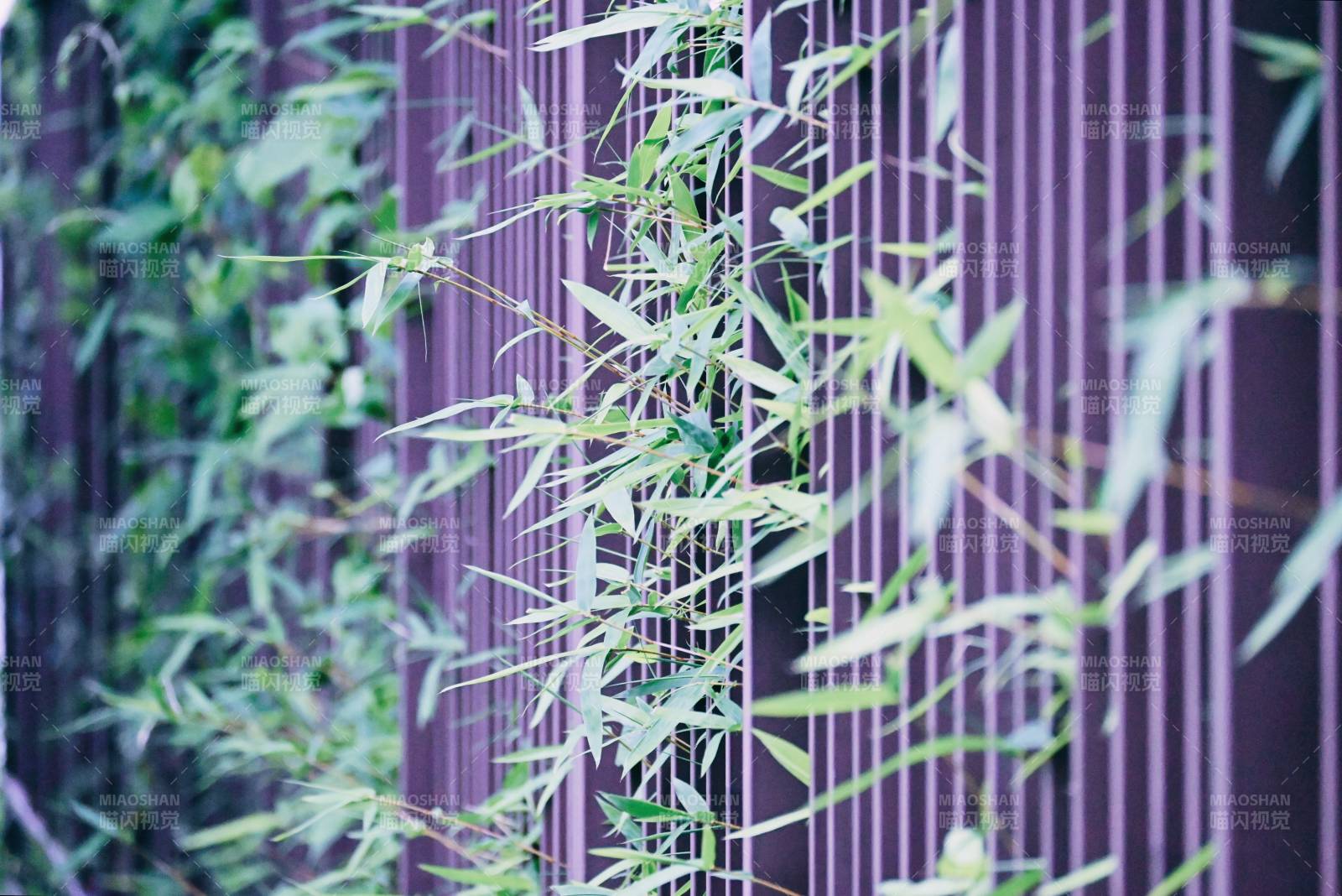 竹葉輕拂紫墻影
