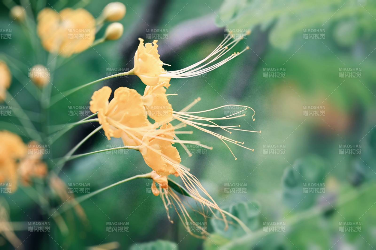 黃色花朵的細膩之美