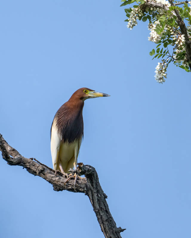 樹梢上的池鷺鳥